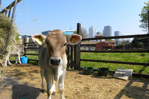 Dinner on the farm with Chefs Andrew Gerson & Craig Morris